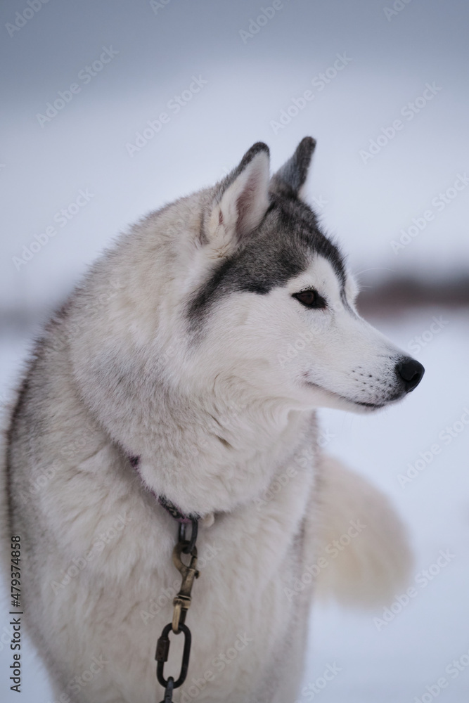Naklejka premium Very beautiful northern fluffy purebred dog. Strong and hardy. Portrait in profile. Siberian husky of gray white color with brown eyes stands on special steak out chain in winter and looks away.