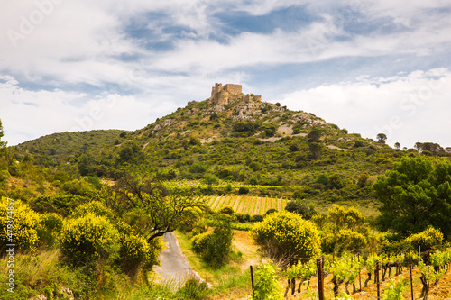 Green Vines in Corbière Wine Region Rolling Landscape in front of Aguilar Cathar Castle in Aude, France photo