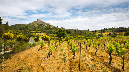Green Vines in Corbière Wine Region Rolling Landscape in front of Aguilar Cathar Castle in Aude, France