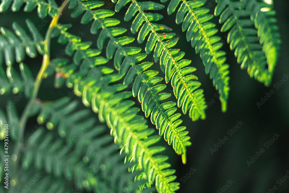 Fern leaf details illuminated by the sunlight Fern leaf details illuminated by the sunlight