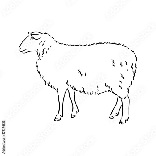 Sheep sketch style. Hand drawn illustration of beautiful black and white animal. Line art drawing in vintage style. Realistic image.