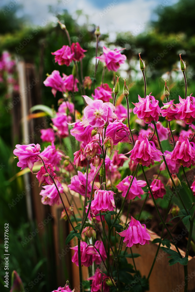 Bright pink flowers catchment in home garden Bright pink flowers catchment in home garden