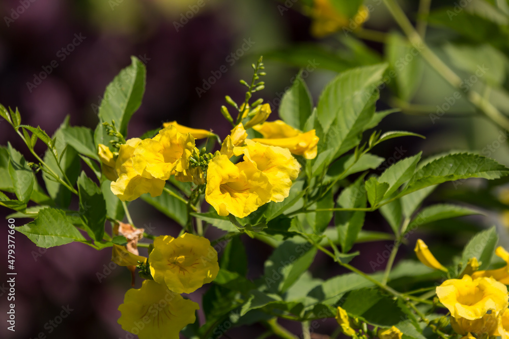 Close up of Yellow flower, Yellow elder Close up of Yellow flower, Yellow elder