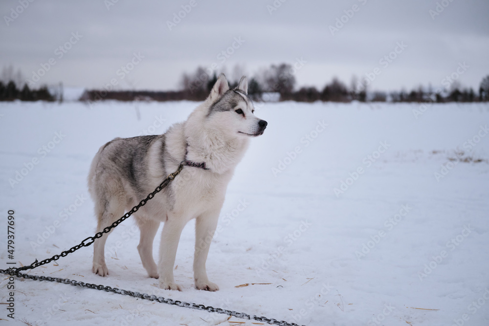 Very beautiful northern fluffy purebred dog. Strong and hardy. Siberian husky gray white color with brown eyes stands on special chain steak out in winter in snow. Very beautiful northern fluffy purebred dog. Strong and hardy. Siberian husky gray white color with brown eyes stands on special chain steak out in winter in snow.