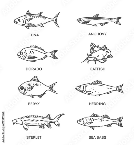 Set of vector outline fish icons. Vector flat collection