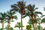 Landscape of date palms against the background of the evening cloudless sky.