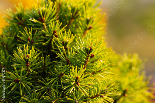 Young spring needles with soft blur background