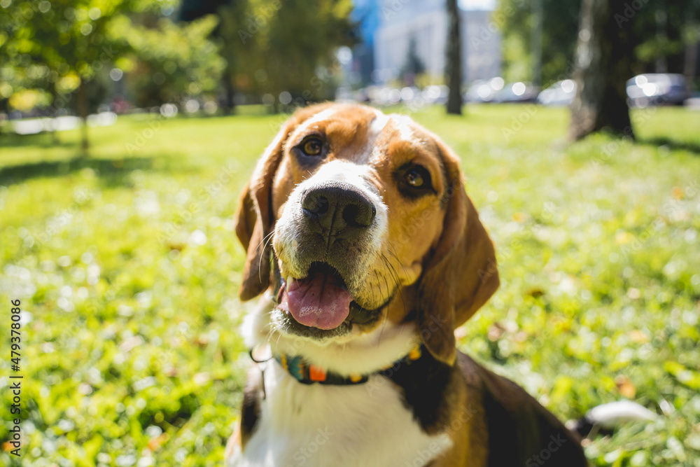 Portrait of cute beagle dog at the park.