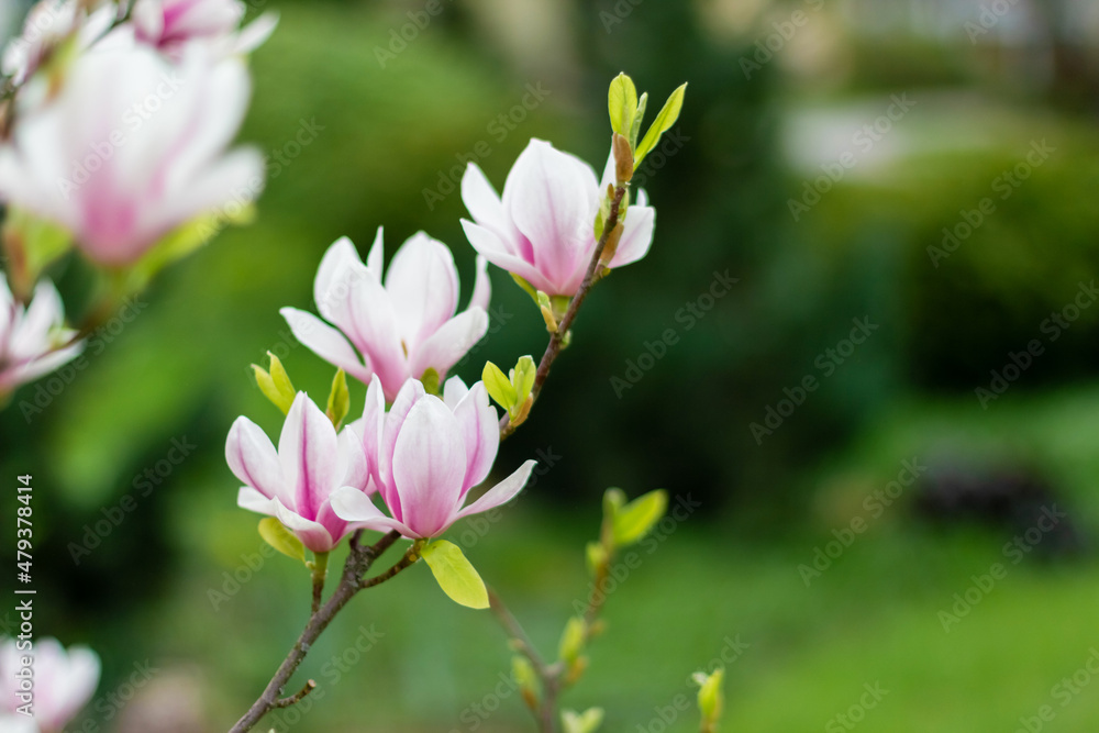 Pink blooming magnolia flowers on a bright sunny day. Close-up. Pink blooming magnolia flowers on a bright sunny day. Close-up.