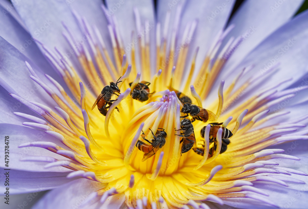 Bees collecting pollen from lotus water lilly flower, Bees do