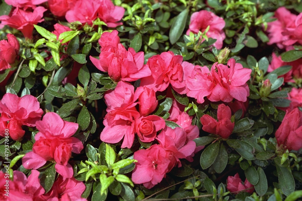 Evergreen Rhododendron sp. - Spring Blooming Evergreen Azalea