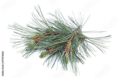 Microstrobilus (pollen cones) of Siberian Dwarf Pine (Pinus pumila)