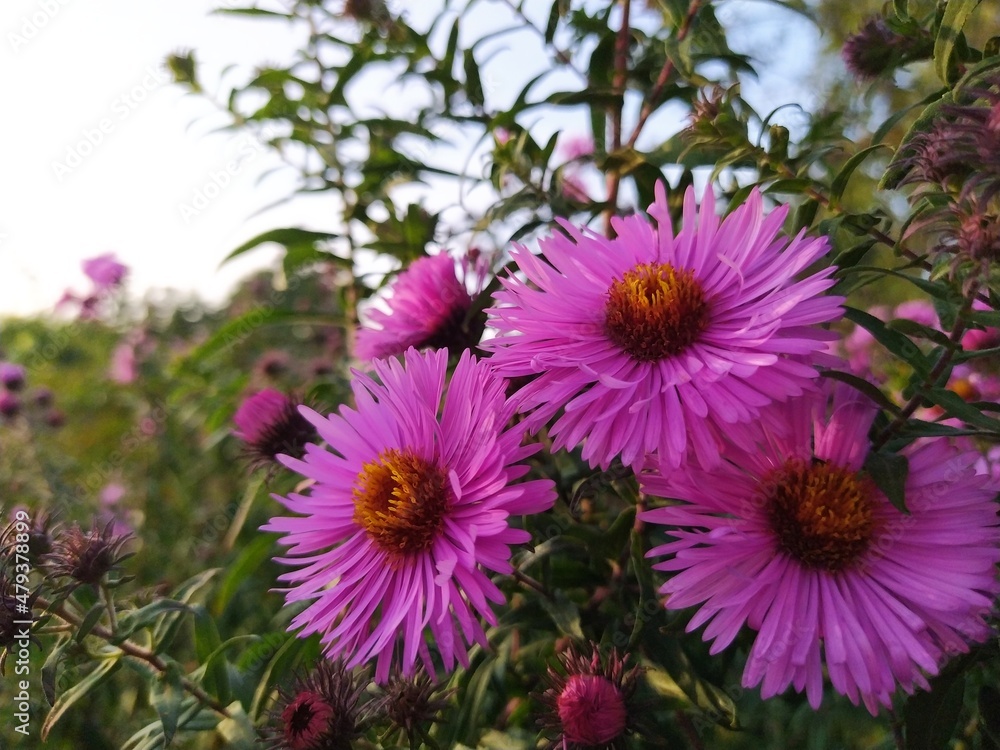 Obraz premium Autumn flowers with