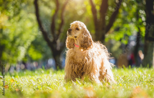Wallpaper Mural Portrait of cute american cocker spaniel dog at the park. Torontodigital.ca