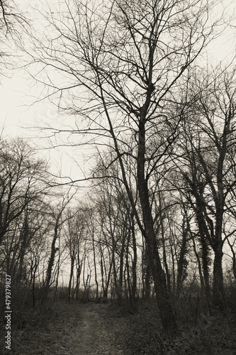 Path in the woods © Blaž TOMAŽ VERTAČNIK