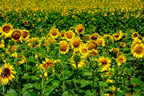 żółte słoneczniki, pole kwitnących słoneczników, Helianthus, field of blooming sunflowers
