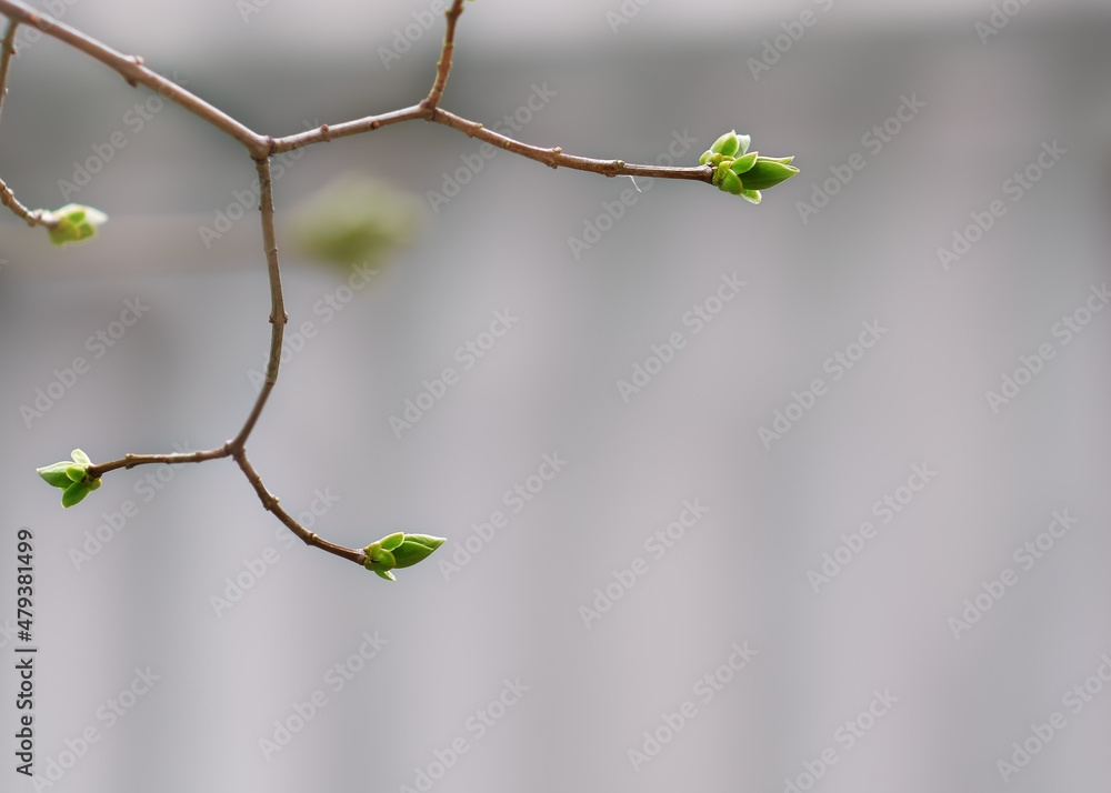 lilac twigs with small green leaves and buds in selective focus on blurred background lilac twigs with small green leaves and buds in selective focus on blurred background