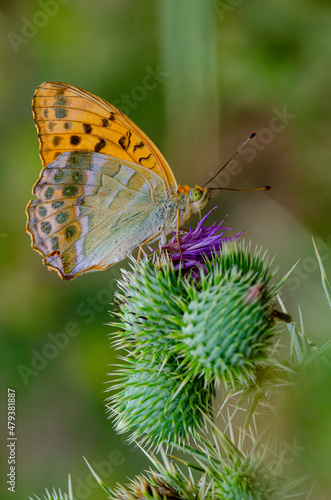 Argynnis Paphia