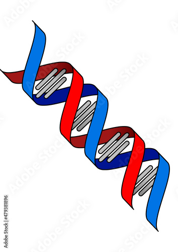 Vector Art of double stranded DNA