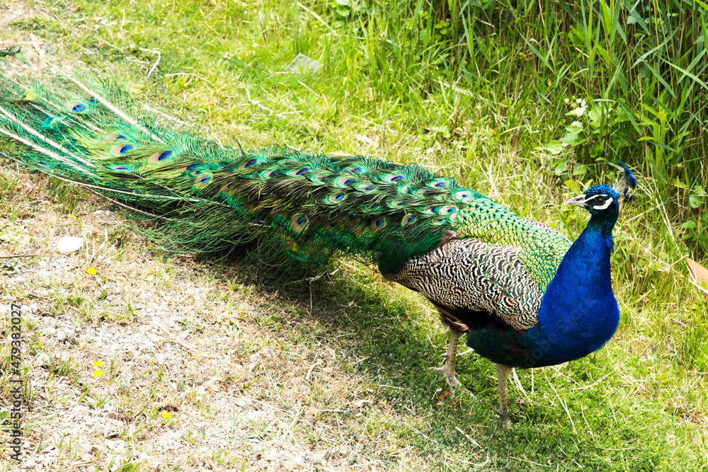 Obraz premium Peacock (Pavo Cristatus) walking in the Grass in Sigean Wildlife Safari Park in France
