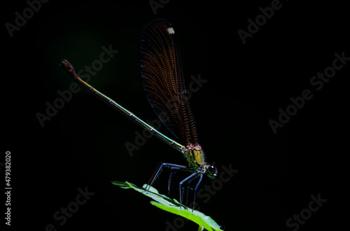 Calopteryx Virgo