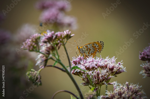 Melitaea Didyma