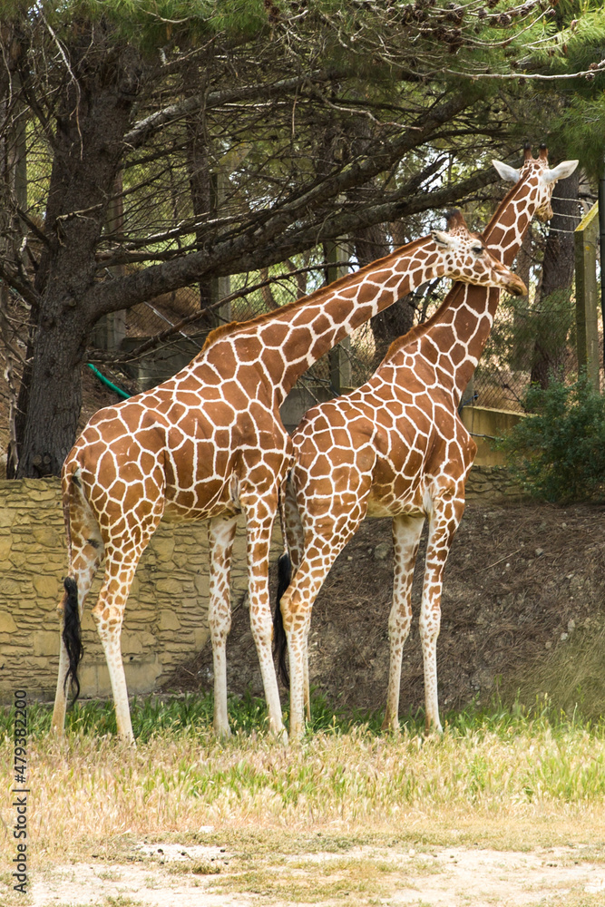 Reticulated (Somali) Giraffes Cuddling and Resting in the Shade in Sigean Wildlife Safari Park in France Reticulated (Somali) Giraffes Cuddling and Resting in the Shade in Sigean Wildlife Safari Park in France