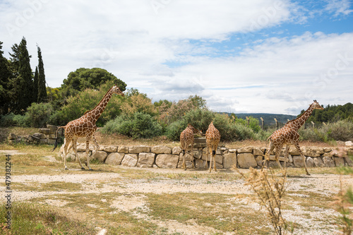 Reticulated (Somali) Giraffes Walking and Grazing in Sigean Wildlife Safari Park on a Sunny Spring Day in France photo