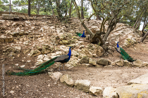 Peacocks (Pavo Cristatus) Resting in the Shade of a Tree in Sigean Wildlife Safari Park in France