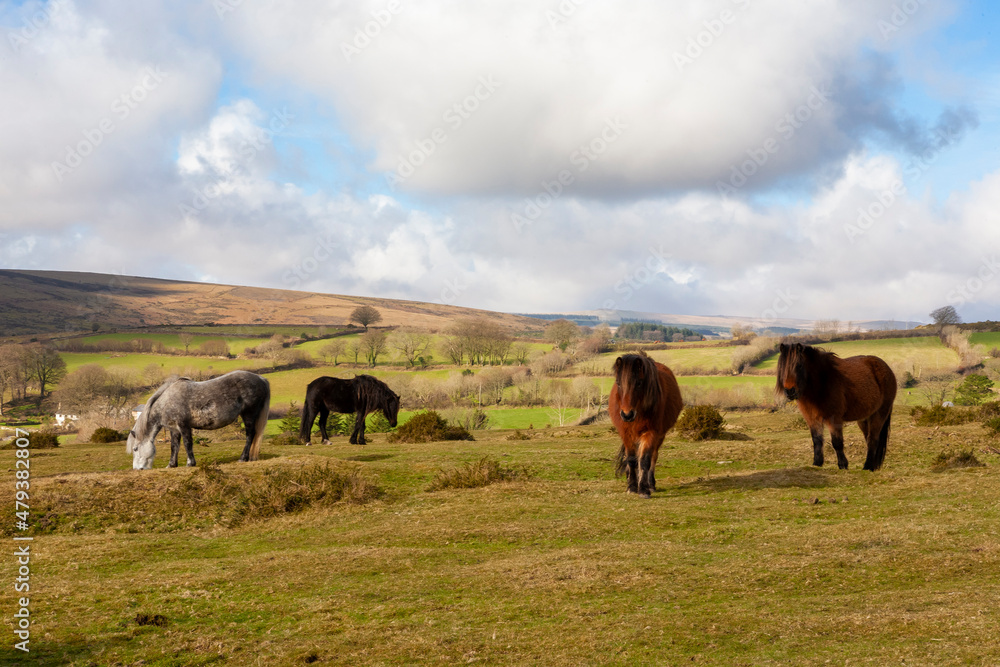 A small herd of Dartmoor ponies, who live out on the common land all year-round, grazing at Rowden Cross near Widecombe-in-the-Moor, Dartmoor, Devon, UK