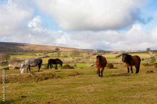 A small herd of Dartmoor ponies, who live out on the common land all year-round, grazing at Rowden Cross near Widecombe-in-the-Moor, Dartmoor, Devon, UK photo