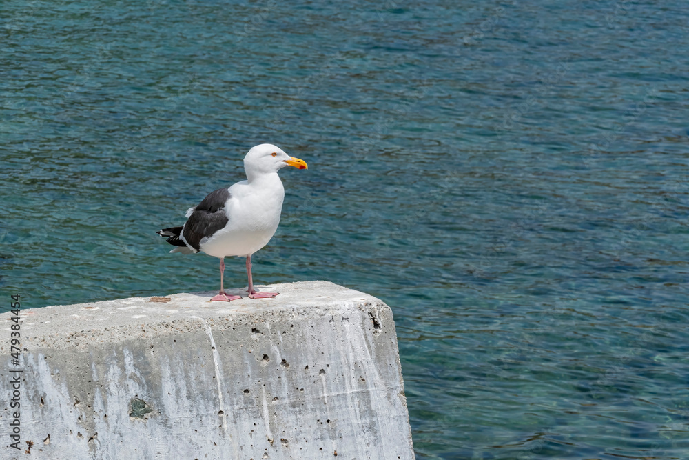 Fototapeta premium Close up shot of a Seagull