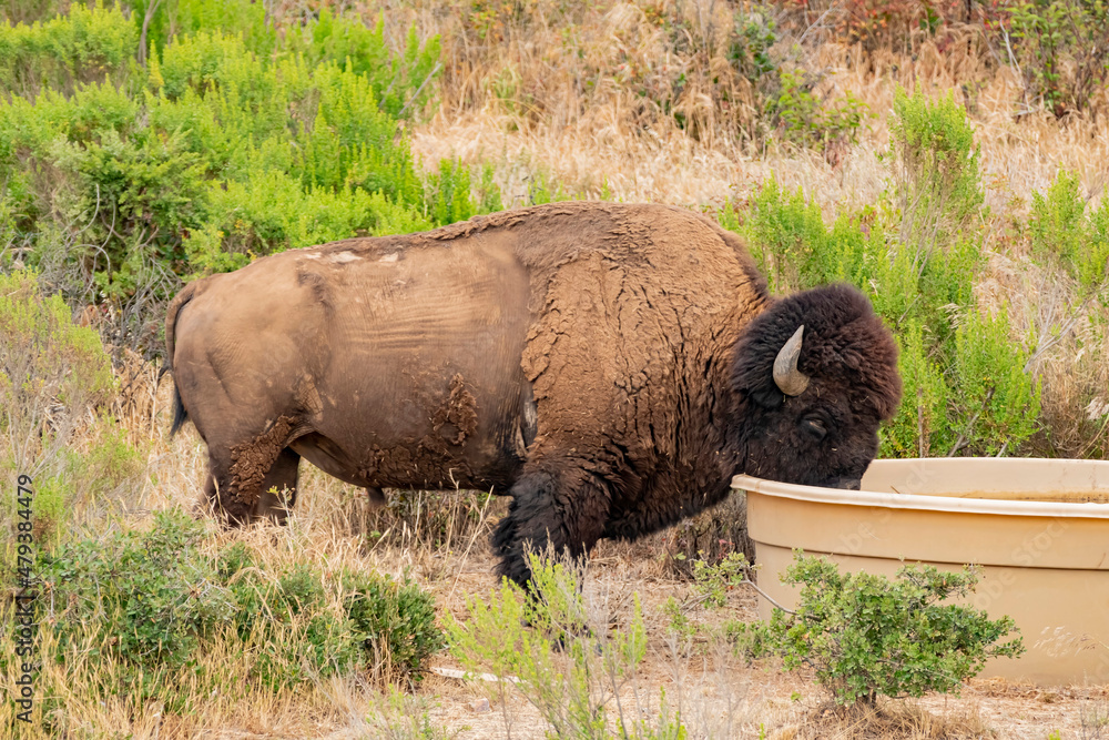 Close up shot of Bison at Catalina Island Close up shot of Bison at Catalina Island