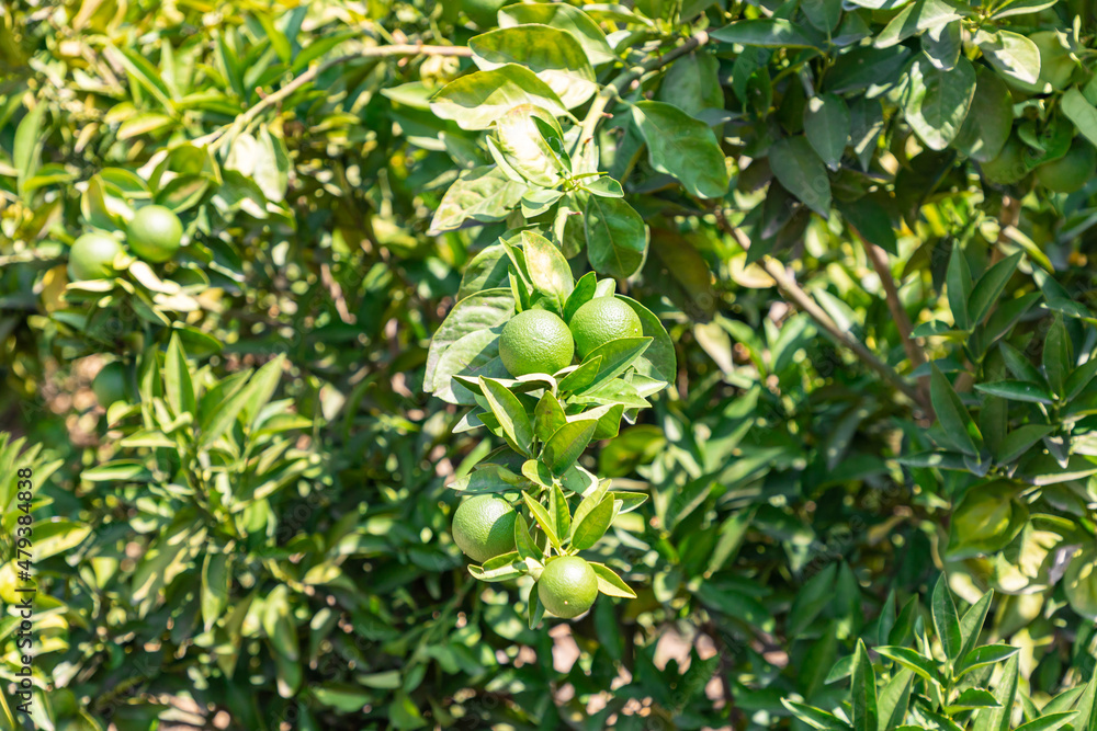 Mandarin tree with fruits. Branch with fresh green tangerines and leaves.