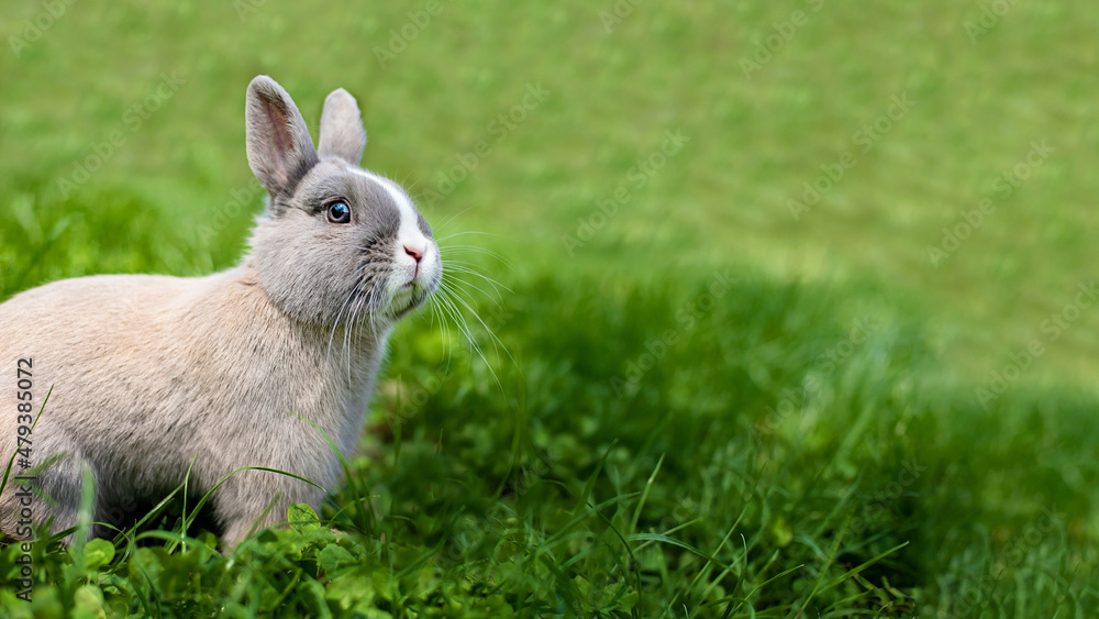 Little funny dwarf rabbit. Easter bunny on a green background. Copy space Little funny dwarf rabbit. Easter bunny on a green background. Copy space