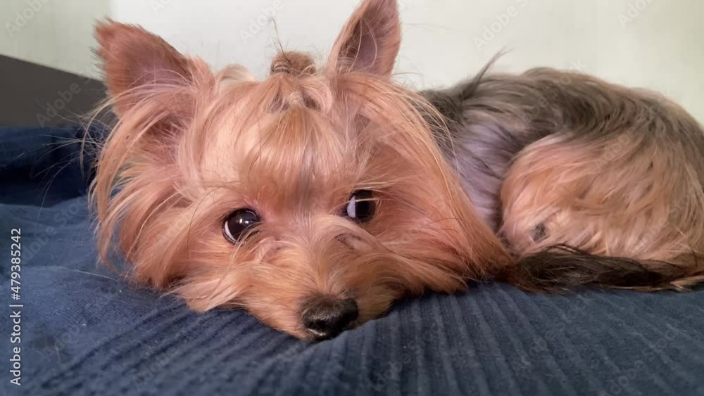 Portrait cute dog beautiful look at camera Portrait cute dog beautiful look at camera