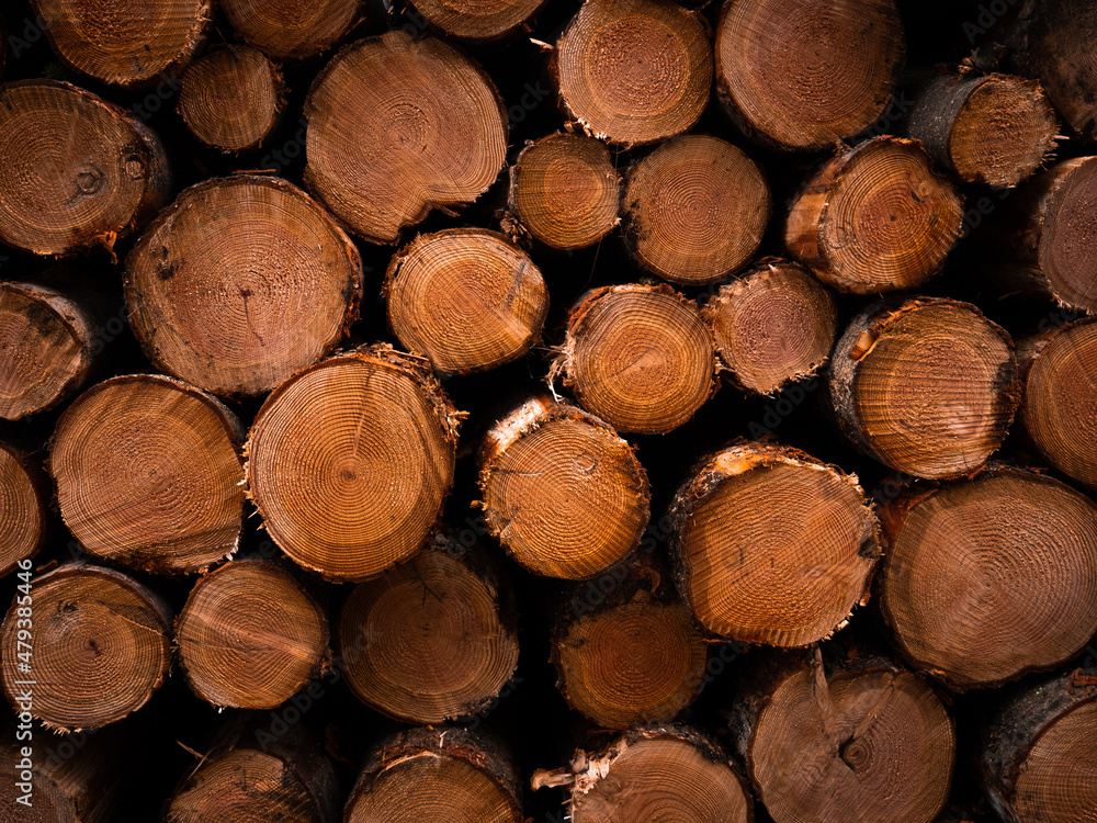Fototapeta premium Troncs d'arbres fraichement coupés et empilés par des bucherons - Pile of wooden trunk, newly sawn timber