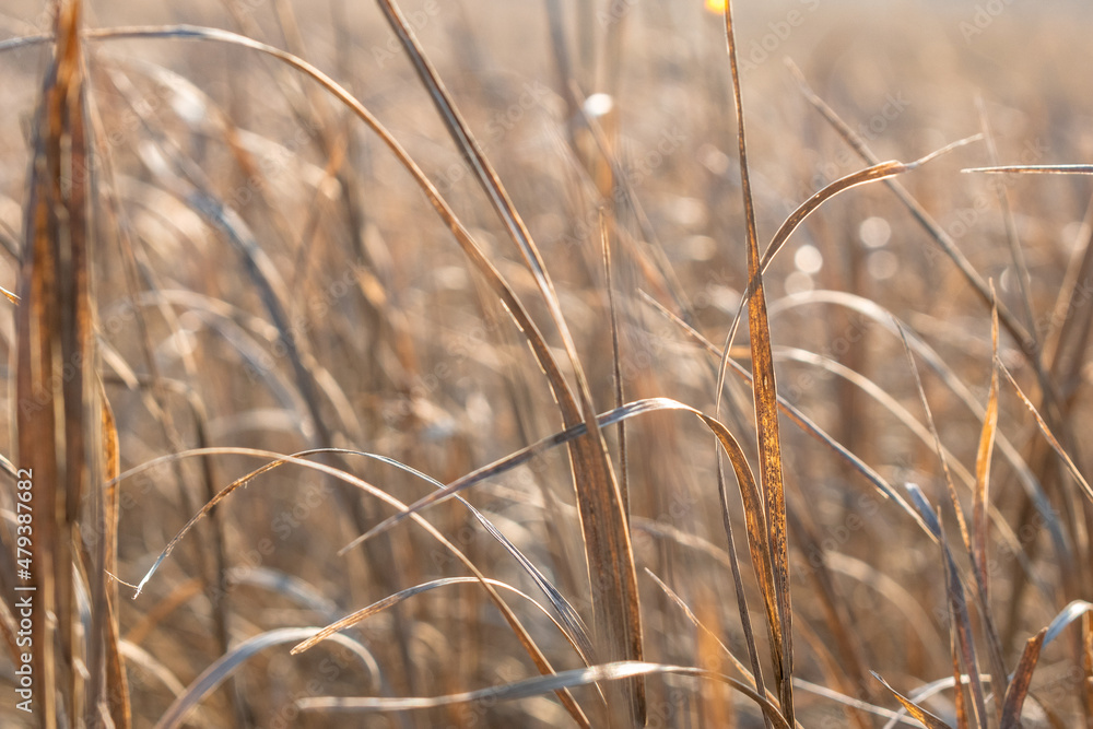 Fototapeta premium Golden spikelets in the sunlight