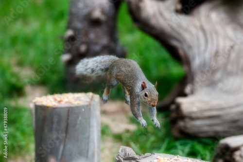 Grey suirrel jumping to next log photo