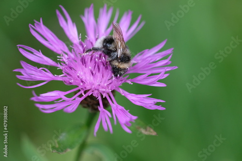 FU 2020-07-25 Belgien hin 291 Auf der lila Blüte sitzt eine Hummel