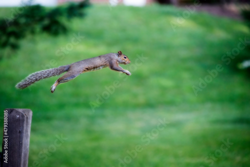 Obraz na płótnie Squirrel jumping to safe haven