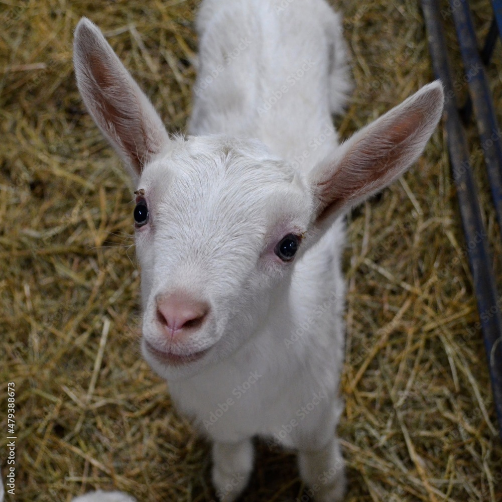 Baby Goat Baby Goat
