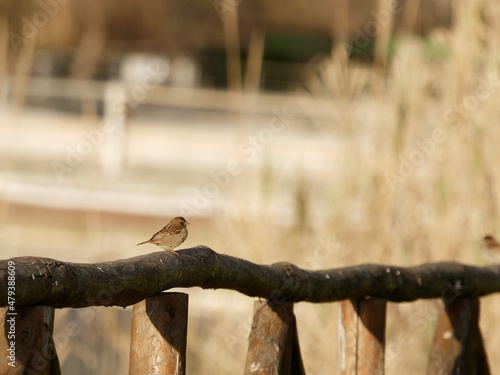 detail of house sparrow on top a wooden bench