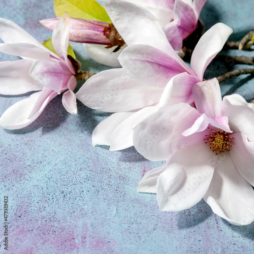 Beautiful pink magnolia flowers on branches with leaves