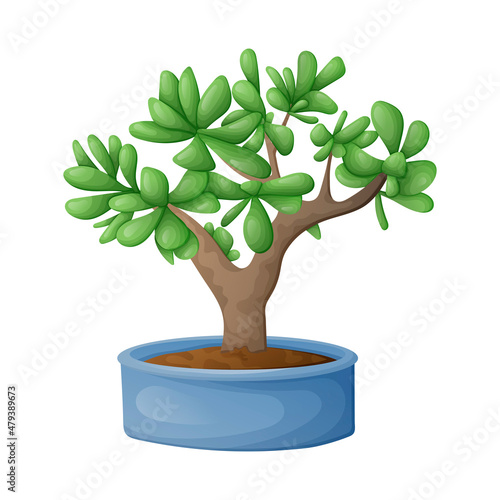 Vector isolated cartoon illustration of home potted succulent jade bonsai plant.