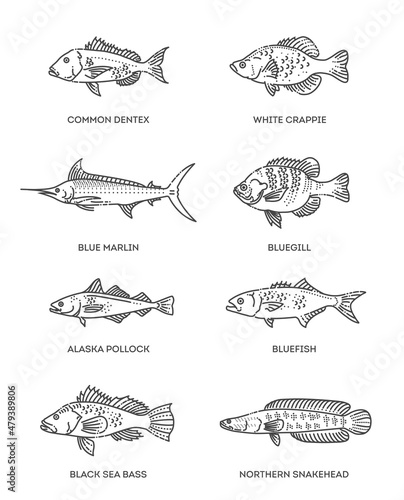 Set of vector outline fish icons. Vector flat collection