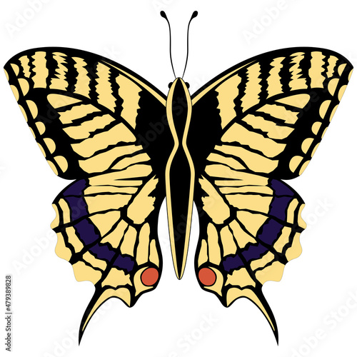Schmetterling