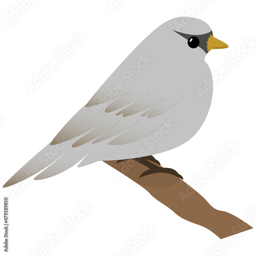 Vogel - Spatz