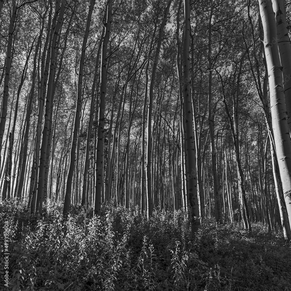 Fototapeta premium morning light shining through a clone of aspen trees, monochrome square format.