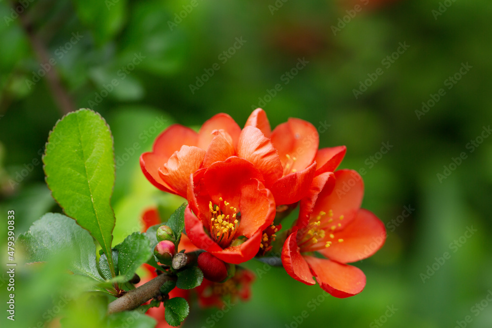 Blooming quince bush with orange flowers Blooming quince bush with orange flowers